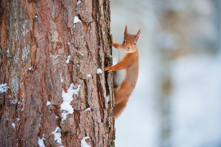 Red squirrel (Sciurus vulgaris) scaling pine tree in snow, Scotland, December
